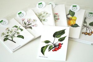 Postkarten-Set „Malus-Wildartenzeichnungen“