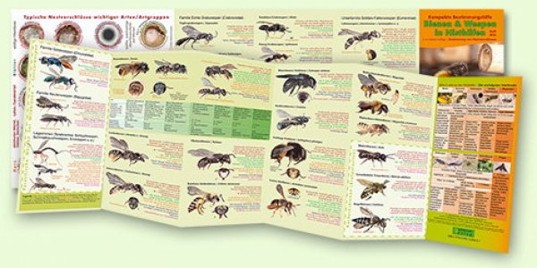 Kompakte Bestimmungshilfe – Bienen & Wespen in Nisthilfen