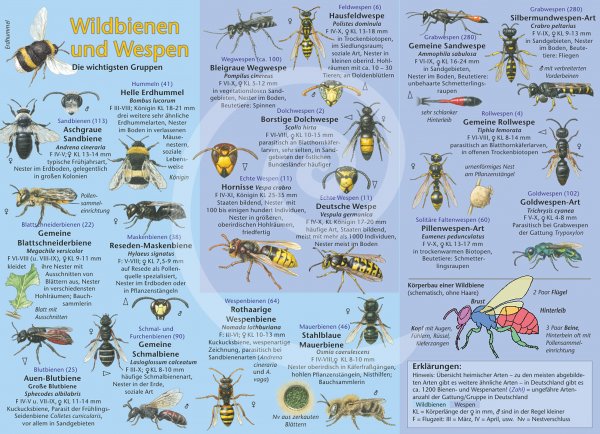 Bestimmungshilfe – Wildbienen und Wespen