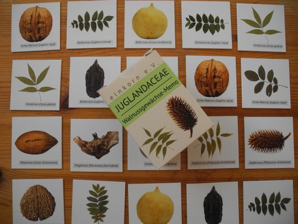 Walnussgewächse-Memory „Juglandaceae“