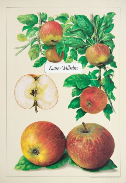 Kunstdrucke "Alte Apfelsorten"