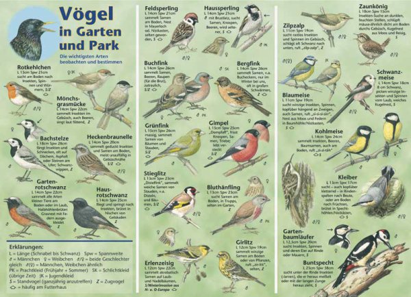 Bestimmungshilfe – Vögel in Garten und Park