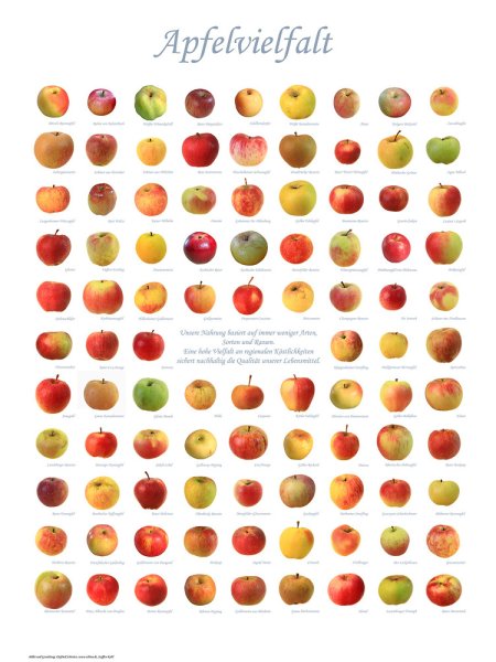 Poster "Apfelvielfalt" - groß