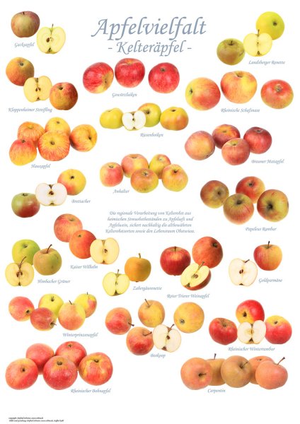 Poster "Apfelvielfalt - Kelteräpfel" - klein