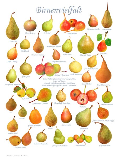 Poster "Birnenvielfalt" - groß