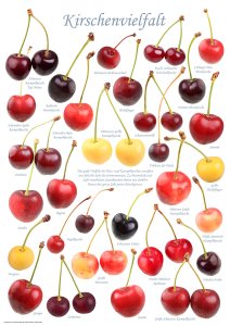 Poster "Kirschenvielfalt" - groß