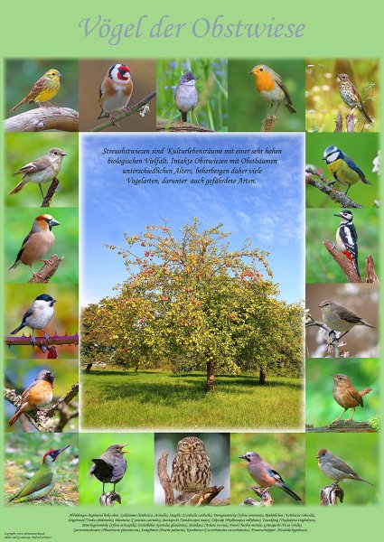 Poster "Vögel der Obstwiese" - groß
